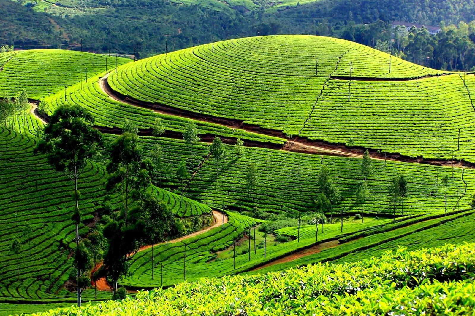 đồi chè ở Phú Thọ
